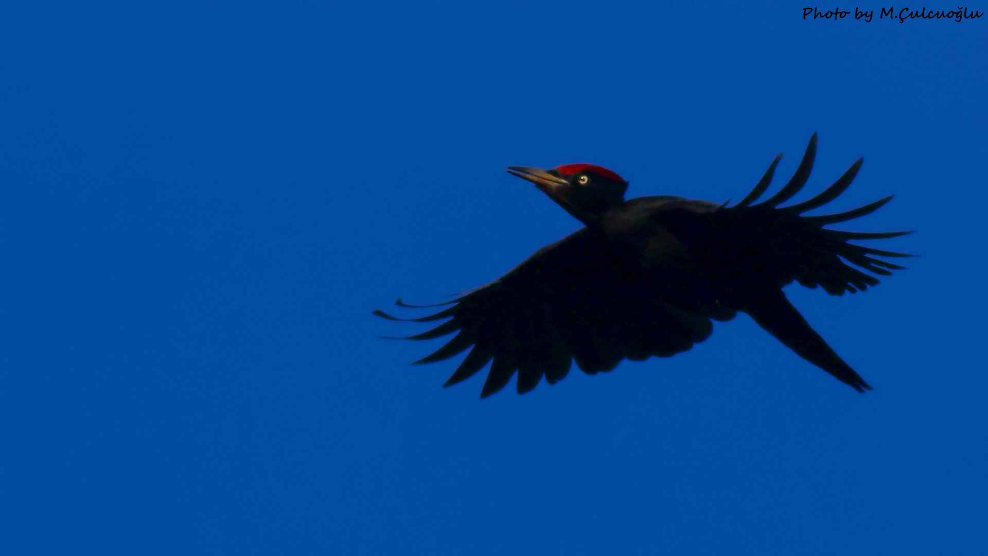 Black Woodpecker